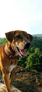 Dog looking at camera against sky