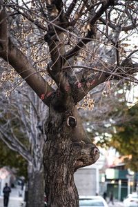 Close-up of tree trunk