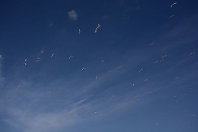 Birds flying in sky