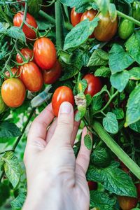 Cropped image of hand holding tomatoes