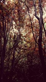 Low angle view of trees in forest