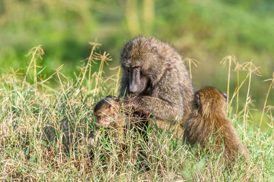 Animal family in the wild