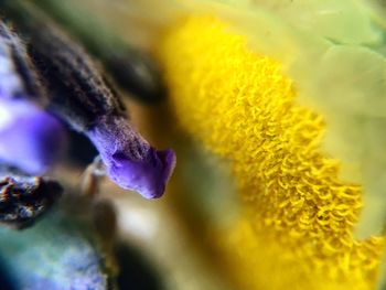 Close-up of purple flowering plant