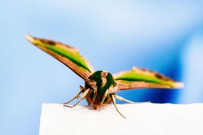 Close-up of insect against blue background