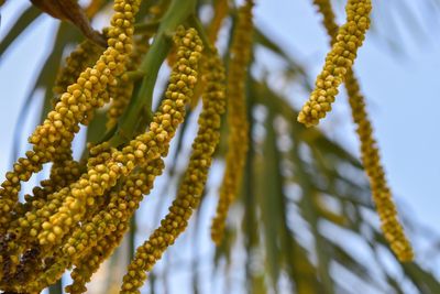 Close-up of hanging outdoors
