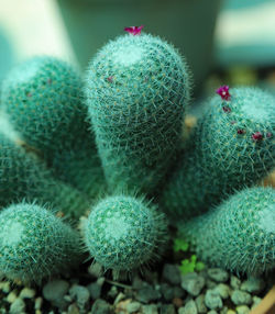 Close-up of succulent plant