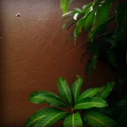 Close-up of insect on plant