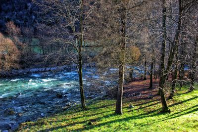 Trees on field in forest