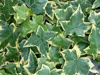 Full frame shot of leaves