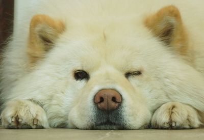 Close-up portrait of dog lying down