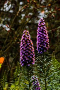 Close-up of purple flowering plant