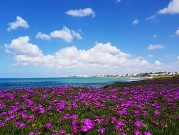 Purple flowering plants by sea against sky