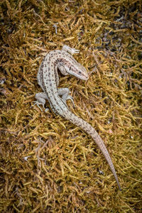 Close-up of lizard