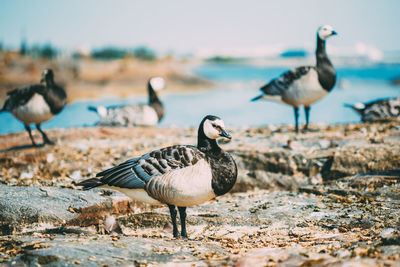 Flock of birds on field