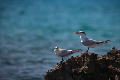 Two birds sitting on rock