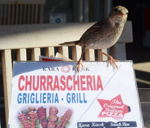View of bird perching on a sign