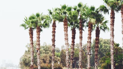 Low angle view of trees