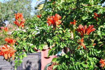 Close-up of orange flowering plants