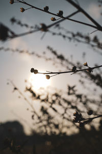 Low angle view of silhouette plant against sky during sunset