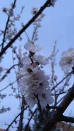 Low angle view of insect on flower tree