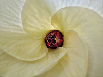 Close-up of red flower head