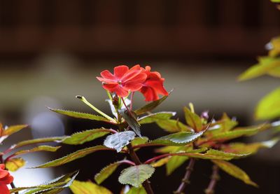 Close-up of red flowering plant