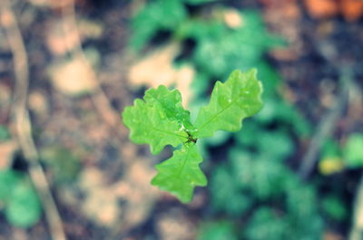 Close-up of plant