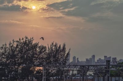 Trees and buildings against sky during sunset