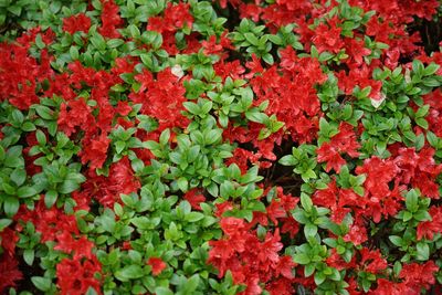 Full frame shot of red flowers