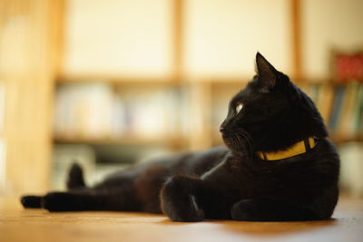 A black cat relaxing in a room