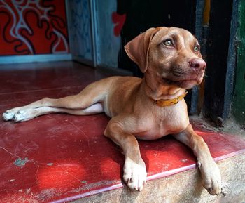 Dog sitting on floor