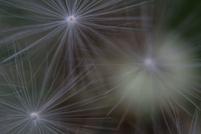 Close-up of dandelion against black background