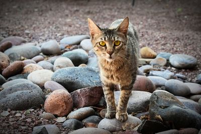Portrait of cat sitting on pebbles