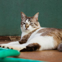 Close-up portrait of a cat