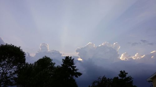 Low angle view of trees against sky