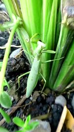 High angle view of green lizard on plant