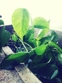 Close-up of green leaves