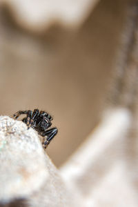 Close-up of insect on wall