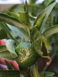 Close-up of fruit