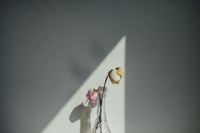 Close-up of insect on flower