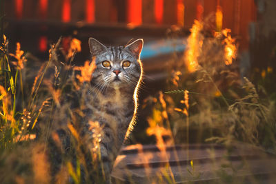 Close-up portrait of cat against blurred background