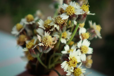 Close-up of yellow flowering plant