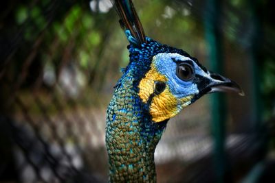 Close-up of peacock in cage at zoo