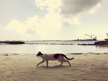 Dog on beach against sky