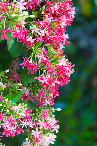 Close-up of pink flowering plants