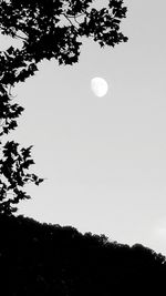 Low angle view of silhouette tree against sky at night