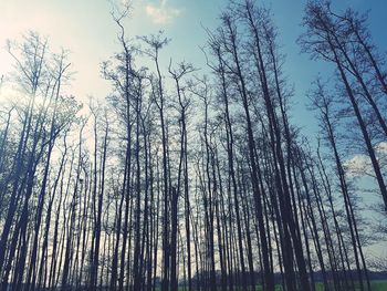 Low angle view of bamboo trees in forest against sky