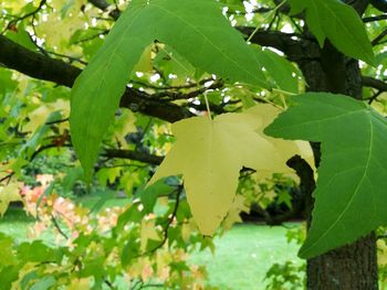 Close-up of yellow leaf hanging on tree