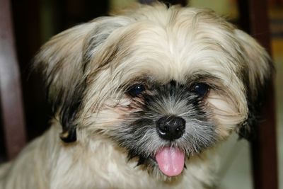 Close-up portrait of dog