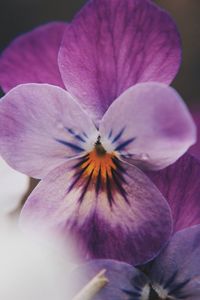 Close-up of purple flower